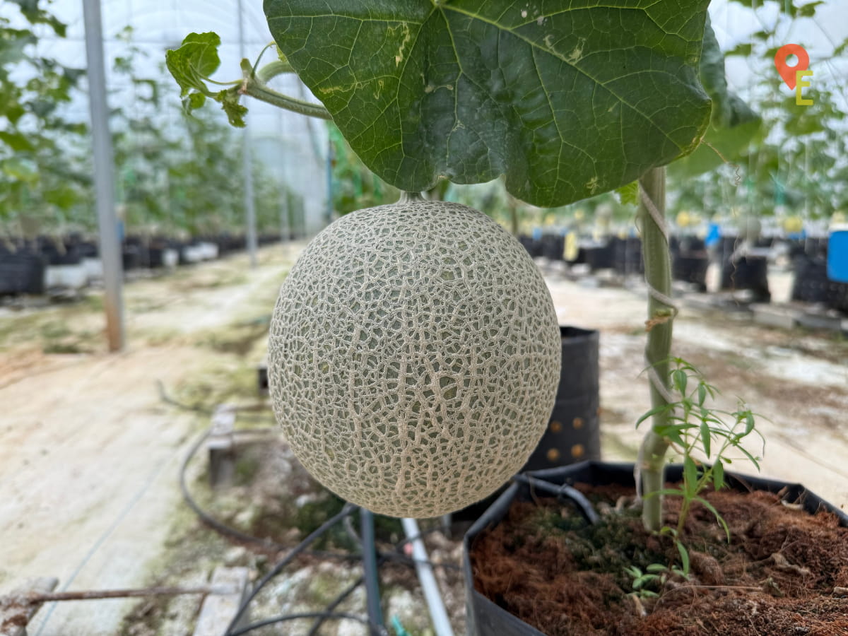 Close Up Of Veining On A Japanese Musk Melon At Tambun Musk Melon Farm