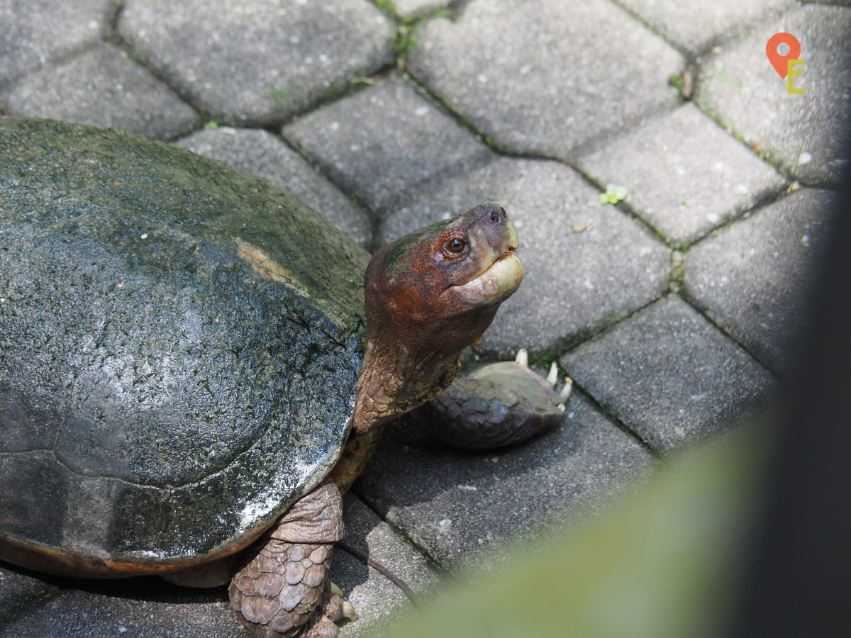 Close Up of A Tortoise At Sam Poh Tong Temple In Ipoh