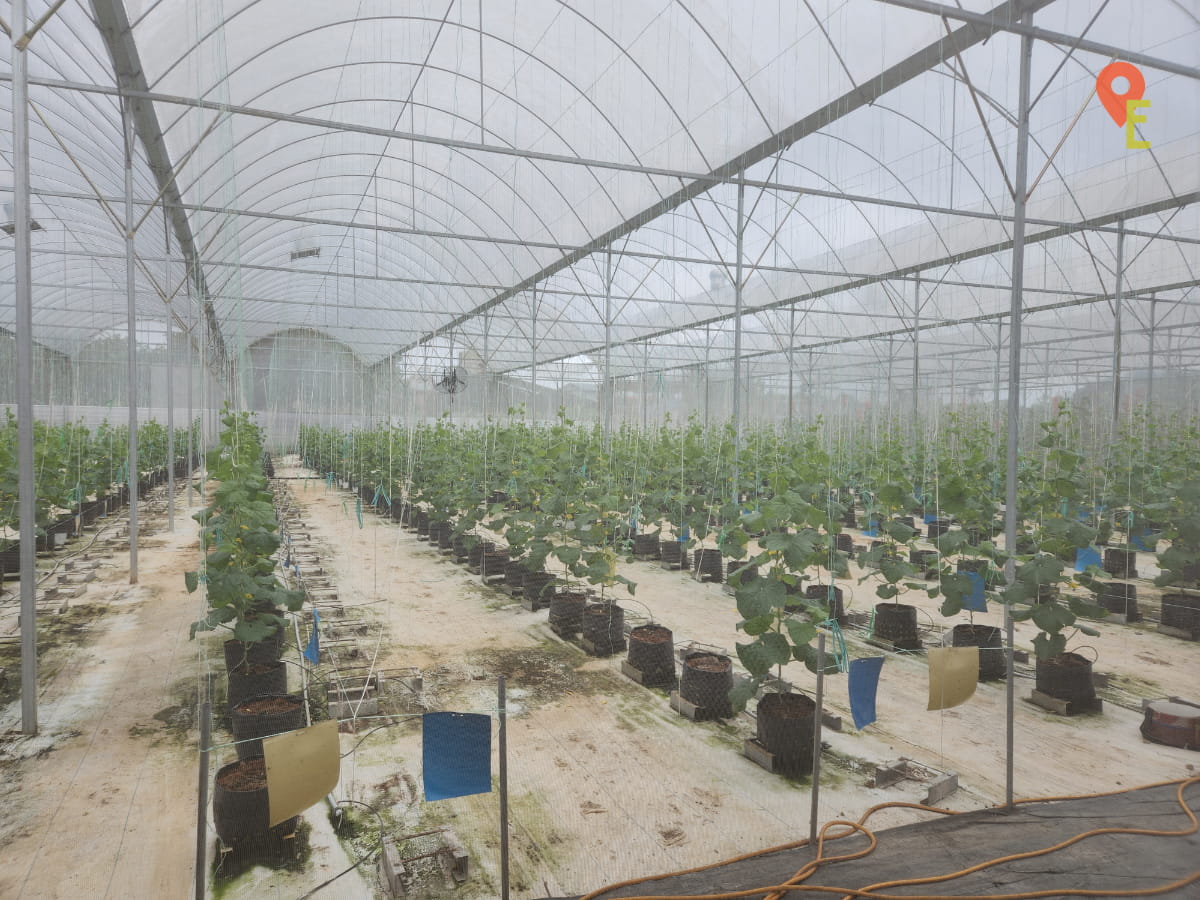 Different Stages Of Growth Seen At Tambun Musk Melon Farm