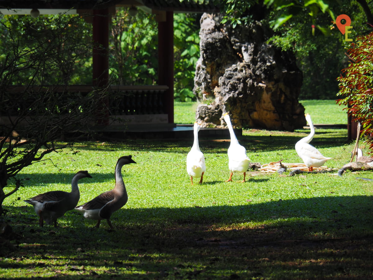 Geese Roaming The Grounds Of Kek Look Tong