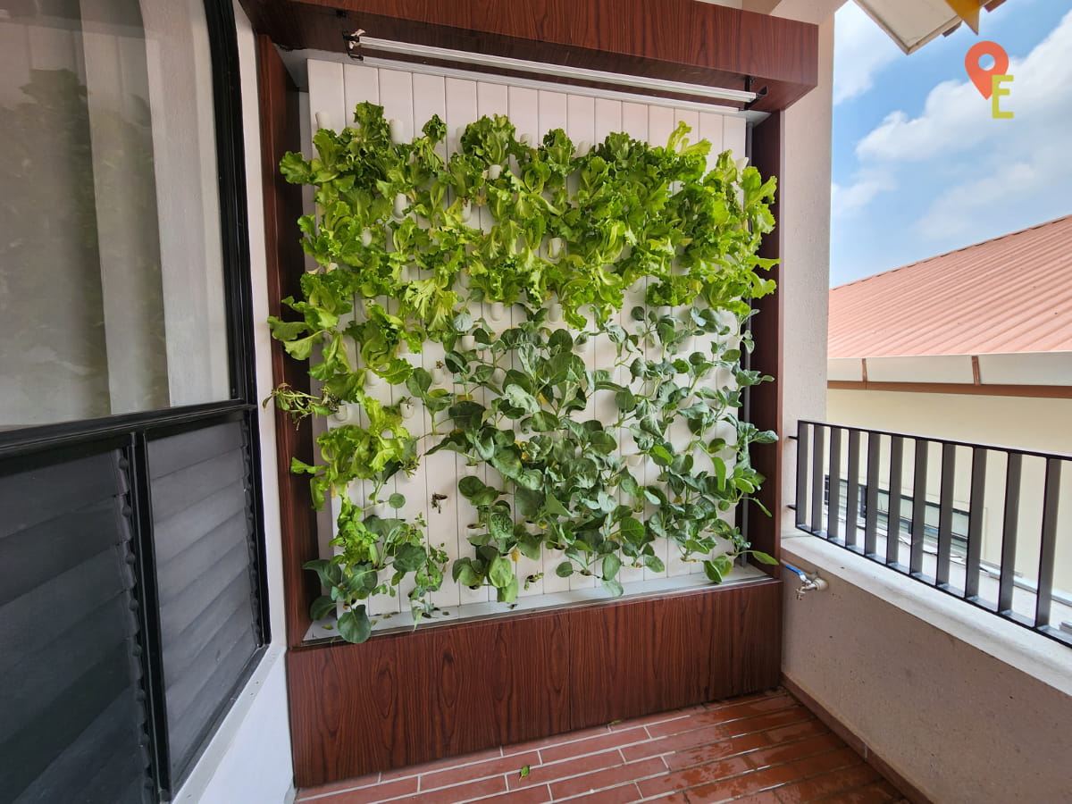 Hydroponic Vegetable Wall At OldTown Heritage Centre, Ipoh