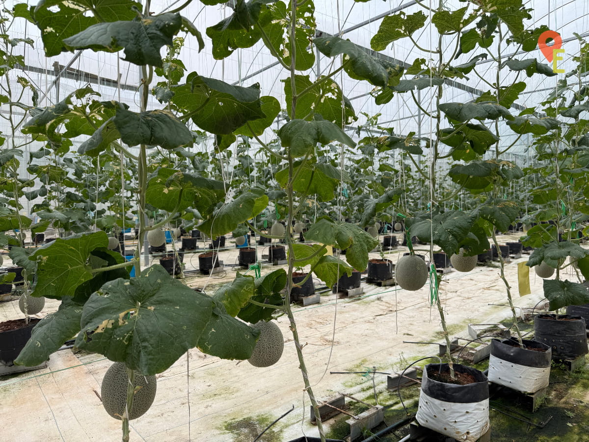 Japanese Musk Melons At Tambun Musk Melon Farm