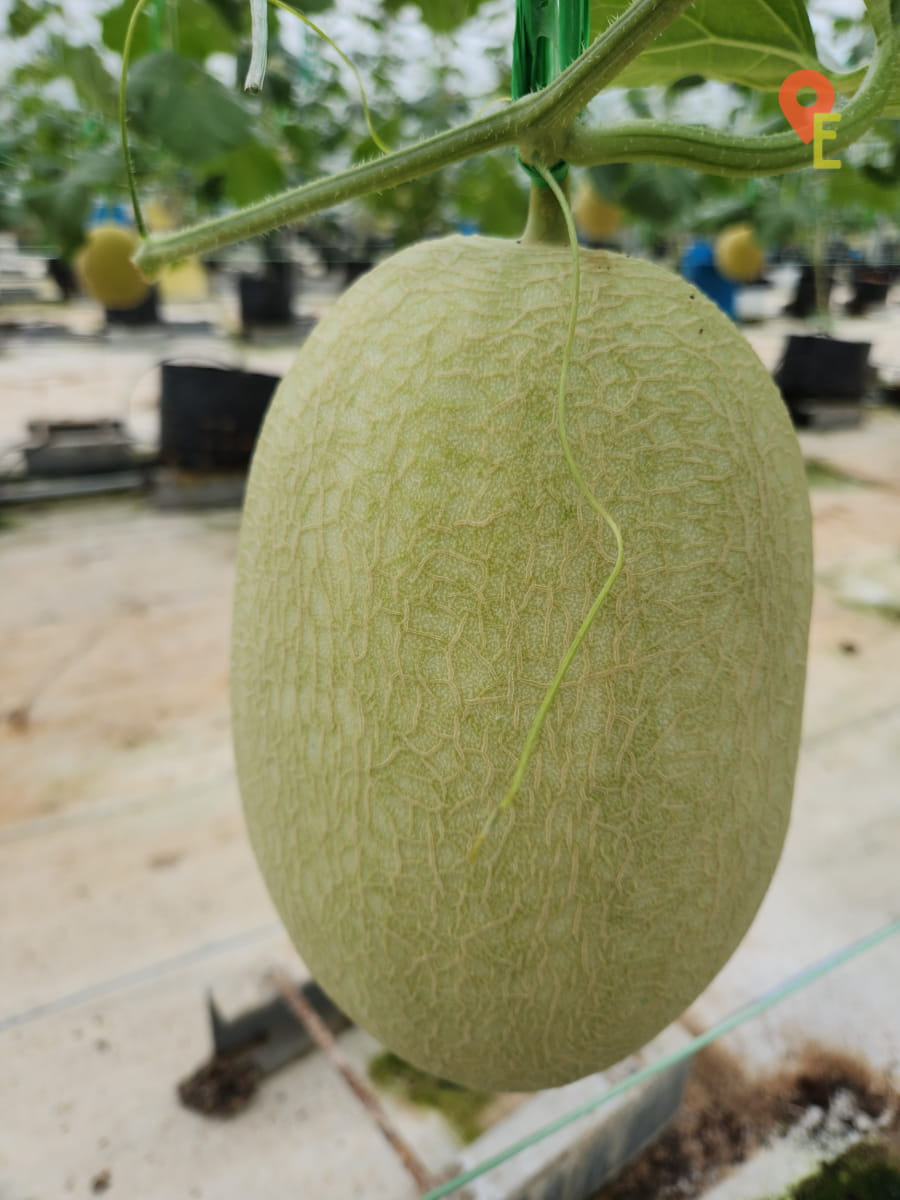 Long Variety Of Melon At Tambun Musk Melon Farm