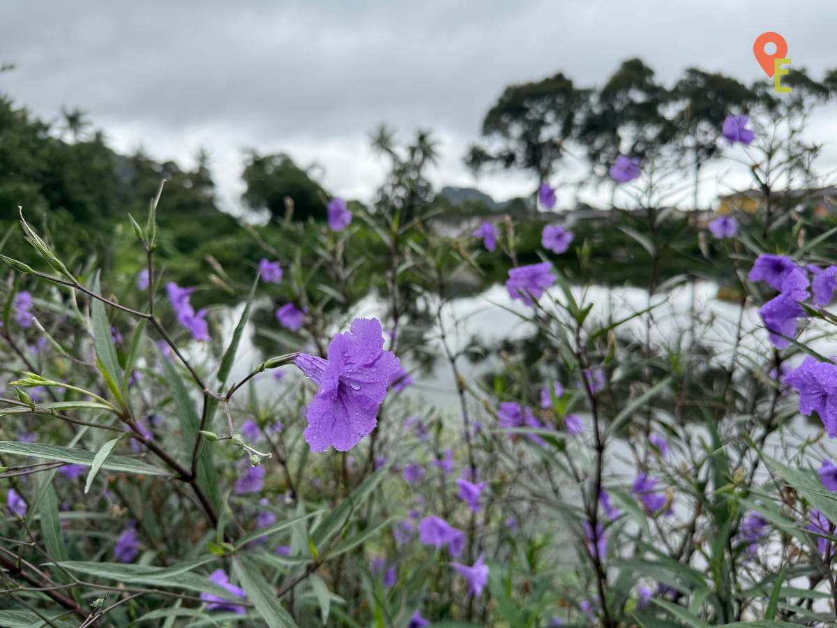 Mexican Petunias By The Lake At Tambun Musk Melon Farm