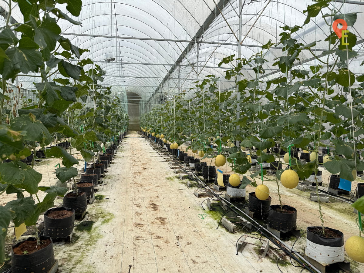 Other Types Of Melons At Tambun Musk Melon Farm