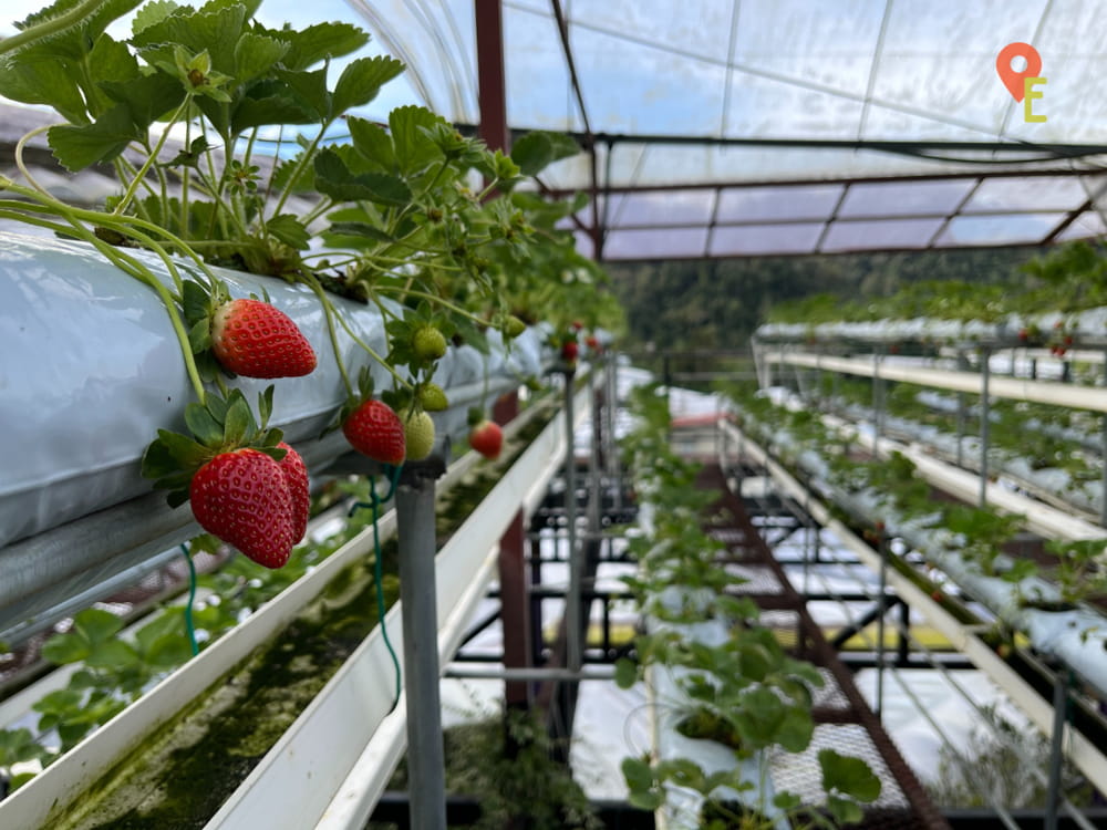 Strawberry Farm In Cameron Highlands