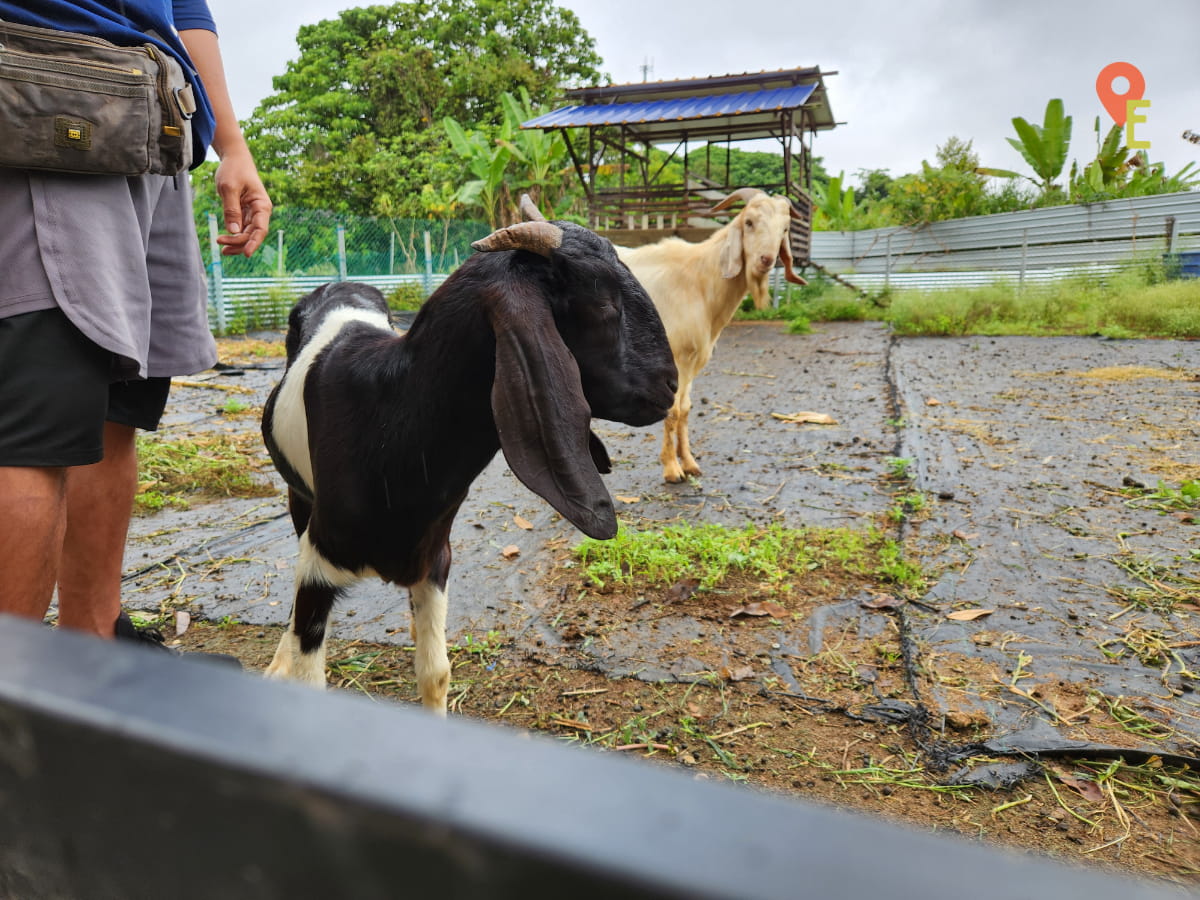 The Goat Pen At Tambun Musk Melon Farm