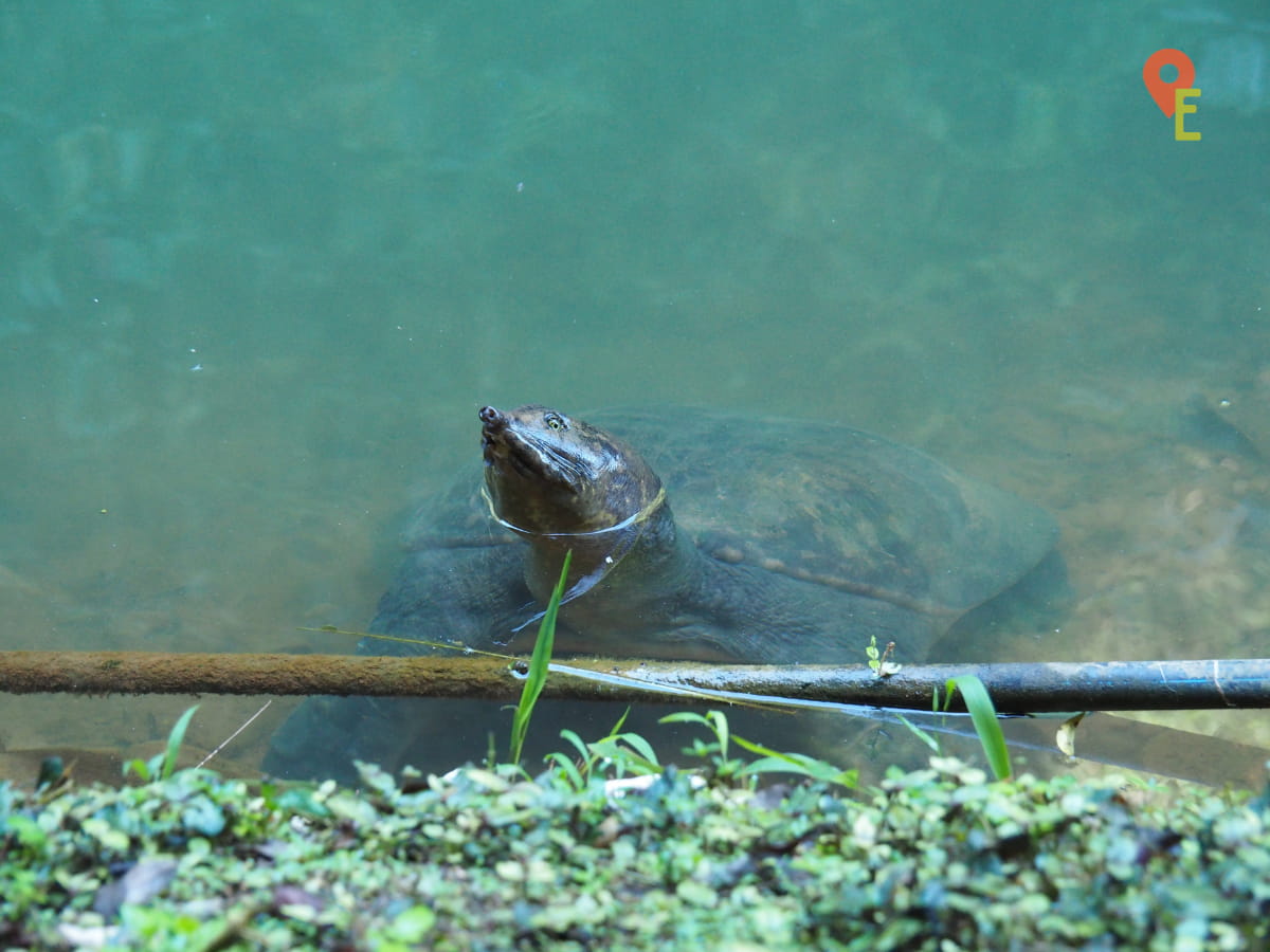 Turtle At Qing Xin Ling Leisure & Cultural Village