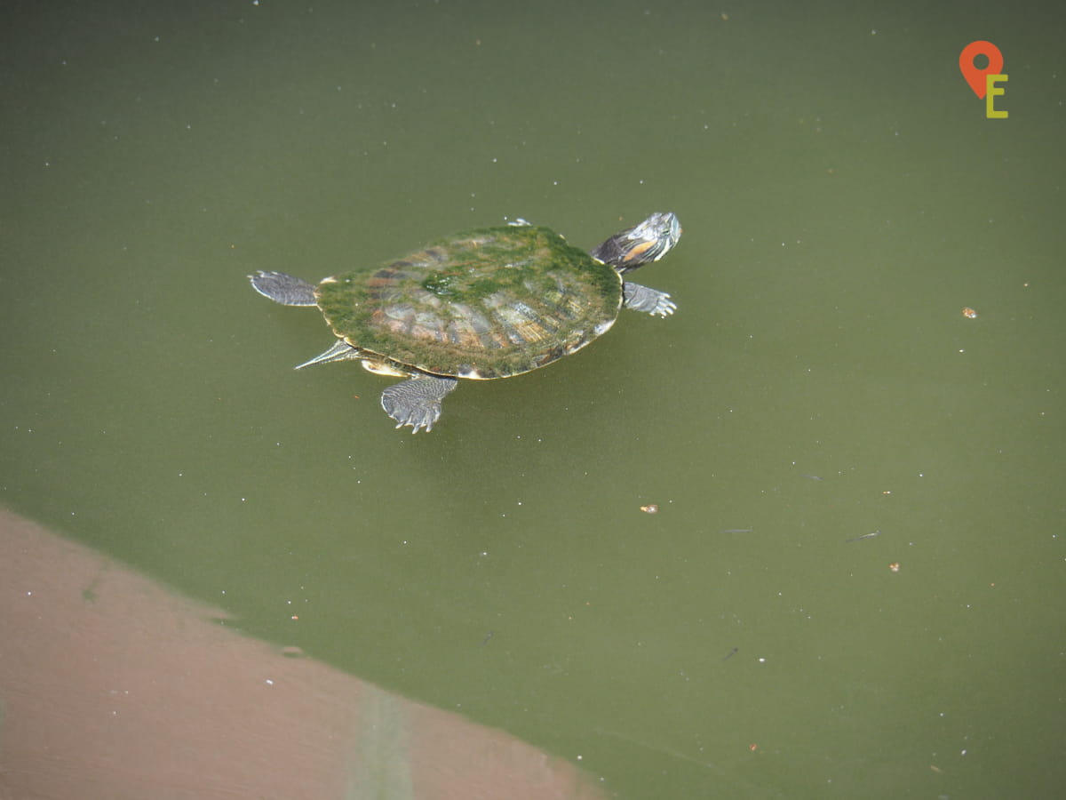 Turtle Floating In The Pond At Ling Sen Tong Temple