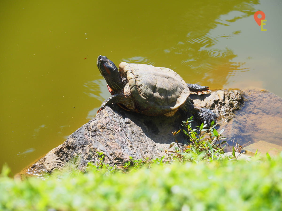 Turtle Sunbathing At The Pond Behind Kek Look Tong