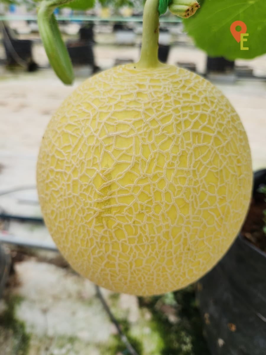 Yellow Melon With Veining At Tambun Musk Melon Farm