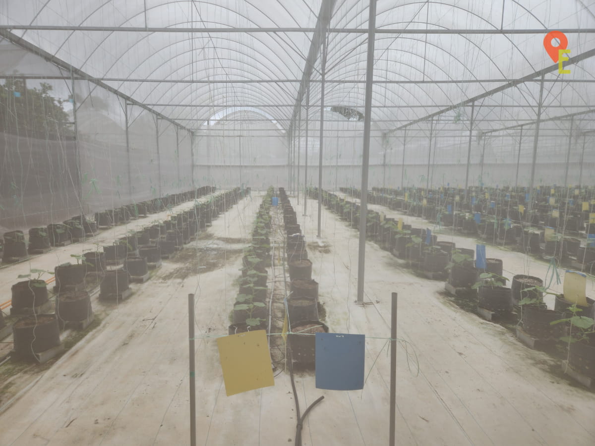 Young Melon Plants In A Greenhouse At Tambun Musk Melon Farm